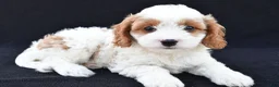 Cavapoo dogs for sale: Lady - Ad 7