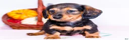 Miniature Dachshund dogs for sale: Nellie - Ad 5