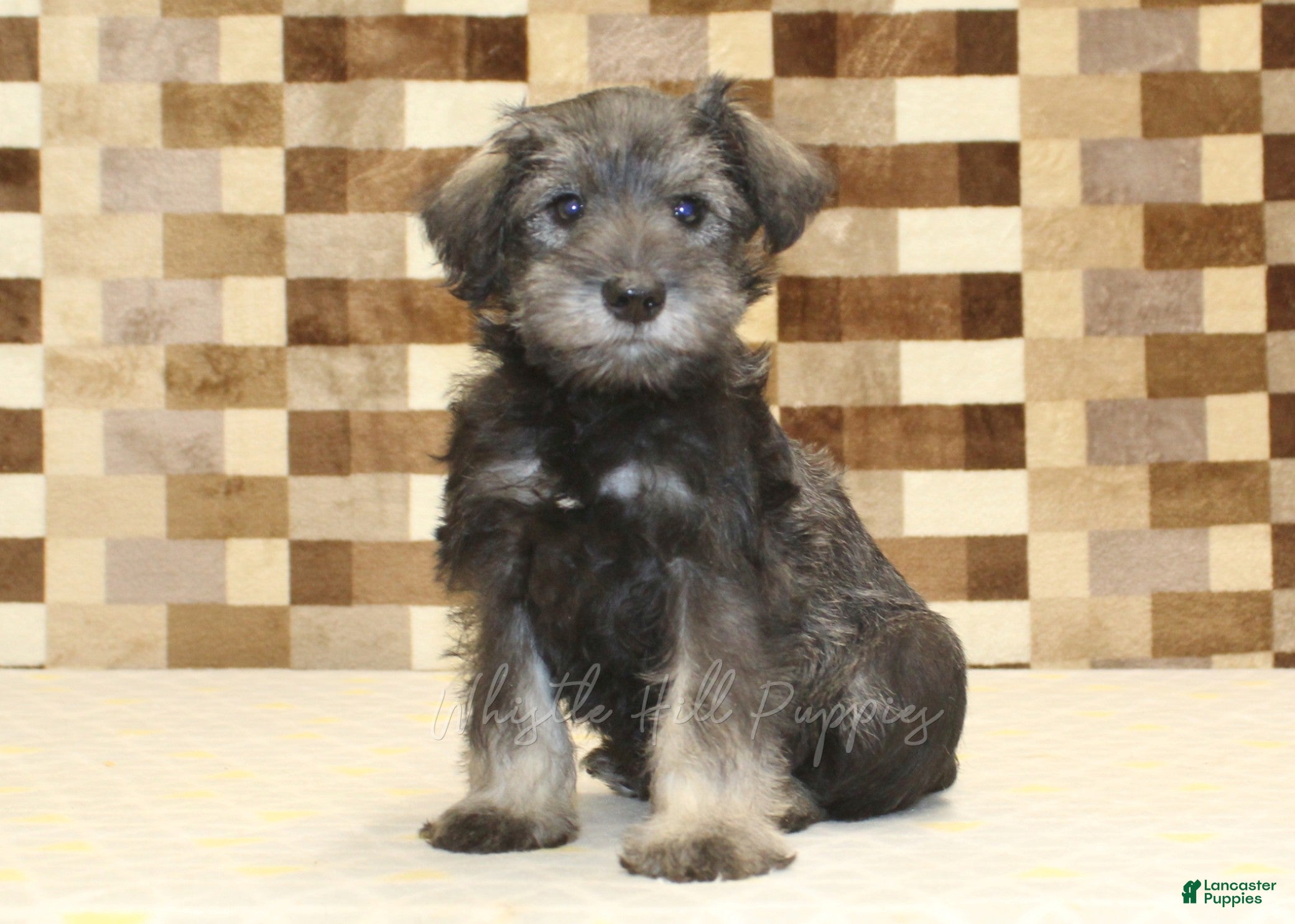 Miniature Schnauzer dogs Teddy - Ad 1