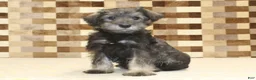 Miniature Schnauzer dogs for sale: Teddy - Ad 1