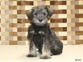 Miniature Schnauzer dogs for sale: Teddy - Ad 4
