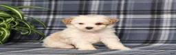 Miniature Poodle dogs for sale: Xavier - Ad 5
