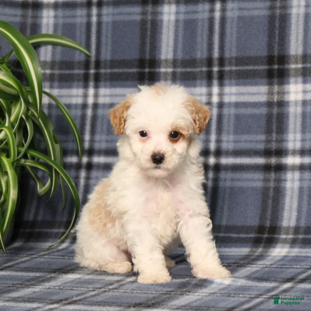 Miniature Poodle dogs for sale: Xavier - Ad 5