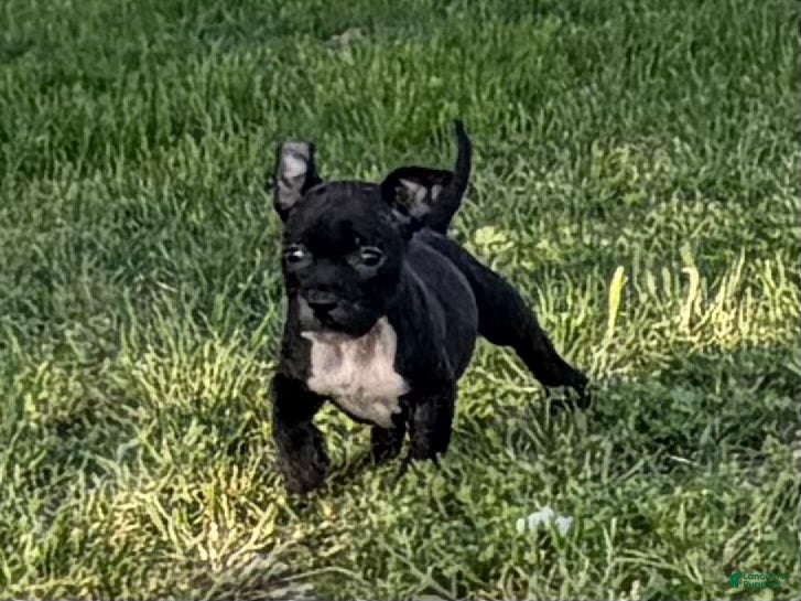 American Bully dogs American Bully Puppy 3 - Ad 7