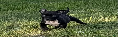 American Bully Puppy 3