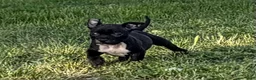 American Bully dogs for sale: American Bully Puppy 3 - Ad 1
