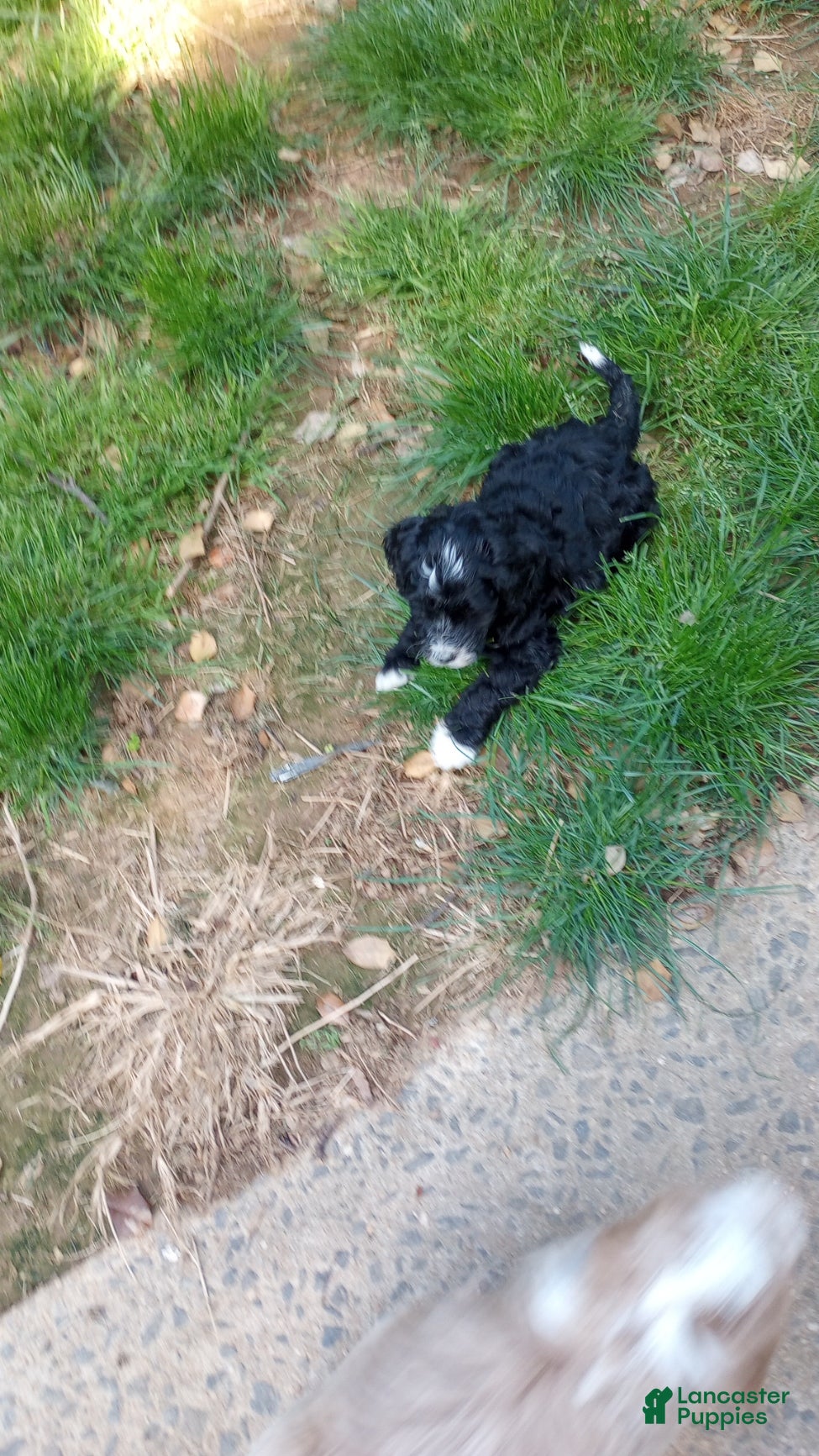 Mini Bernedoodle dogs Adele - Ad 2