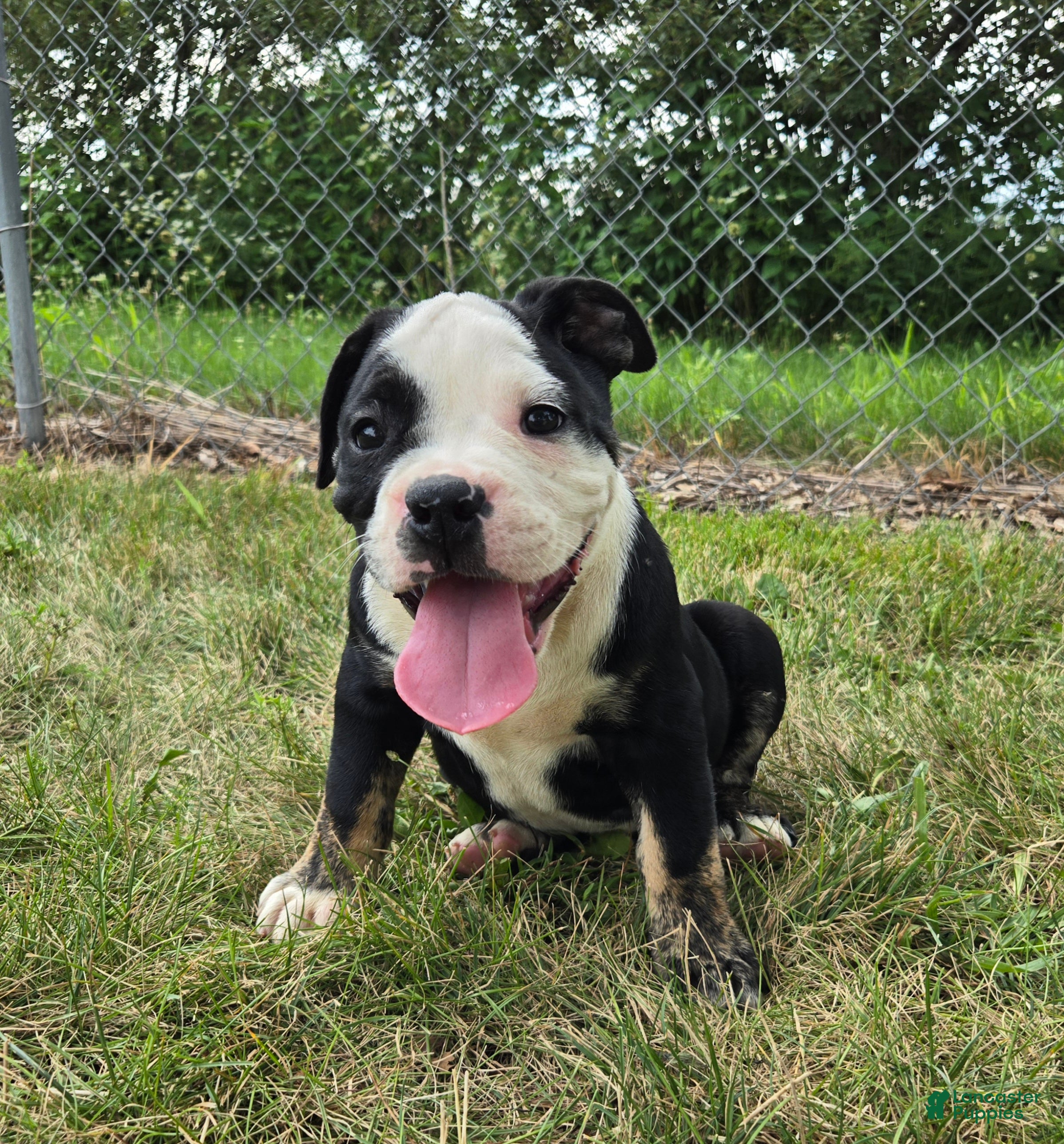 Olde English Bulldogge dogs Ed - Ad 2