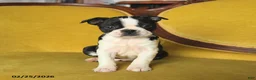 Boston Terrier dogs for sale: Samantha - Ad 3