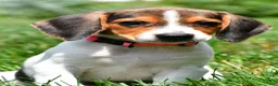 Beagle dogs for sale: Piper - Ad 5