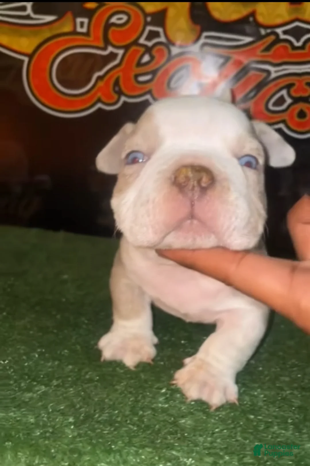 American Bully dogs for sale: Merle Male #1  - Ad 2