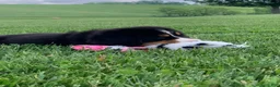 Bernese Mountain Dog dogs for sale: Pluto - Ad 7