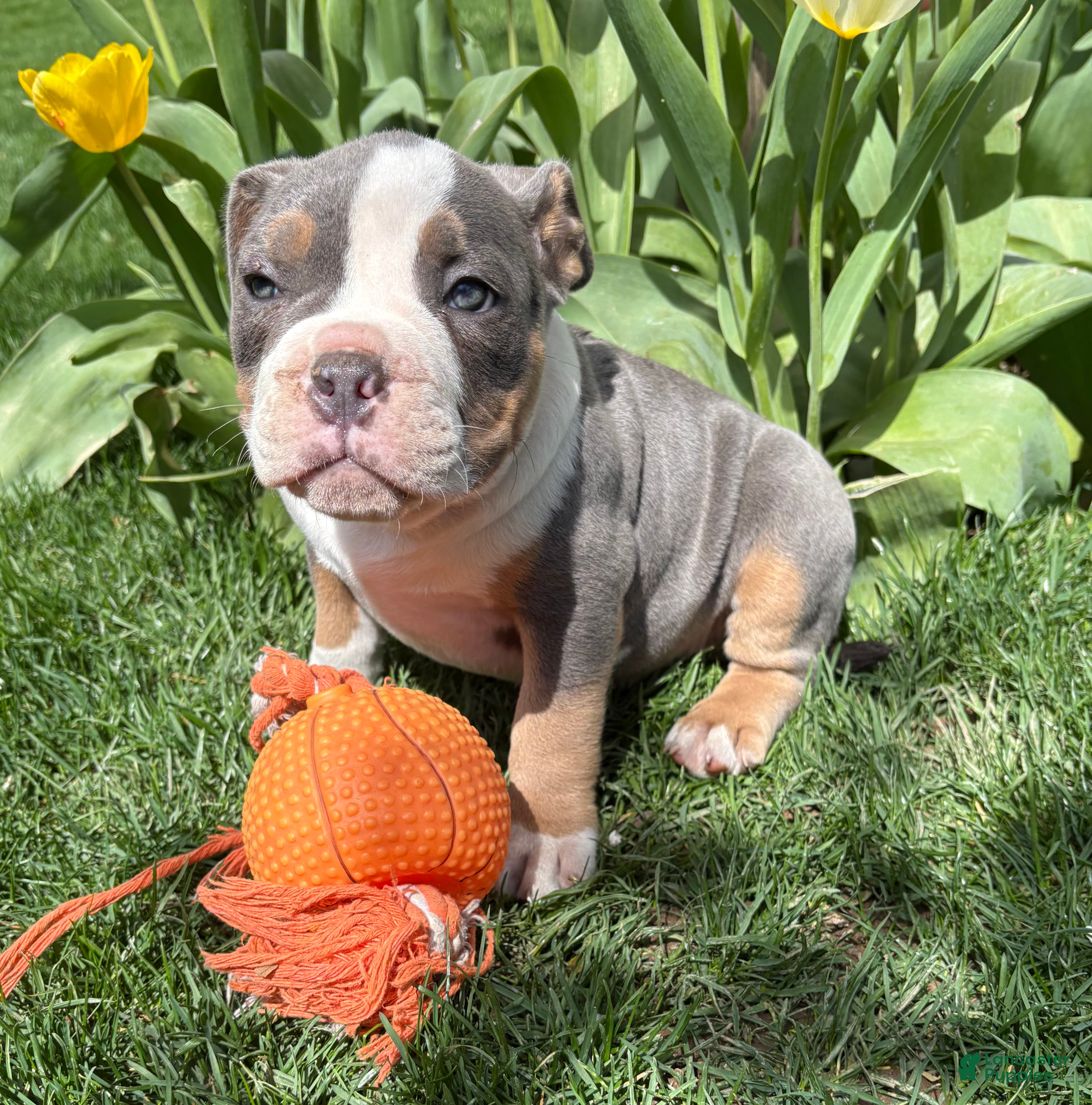 Mixed Breed dogs Sydney - Ad 1