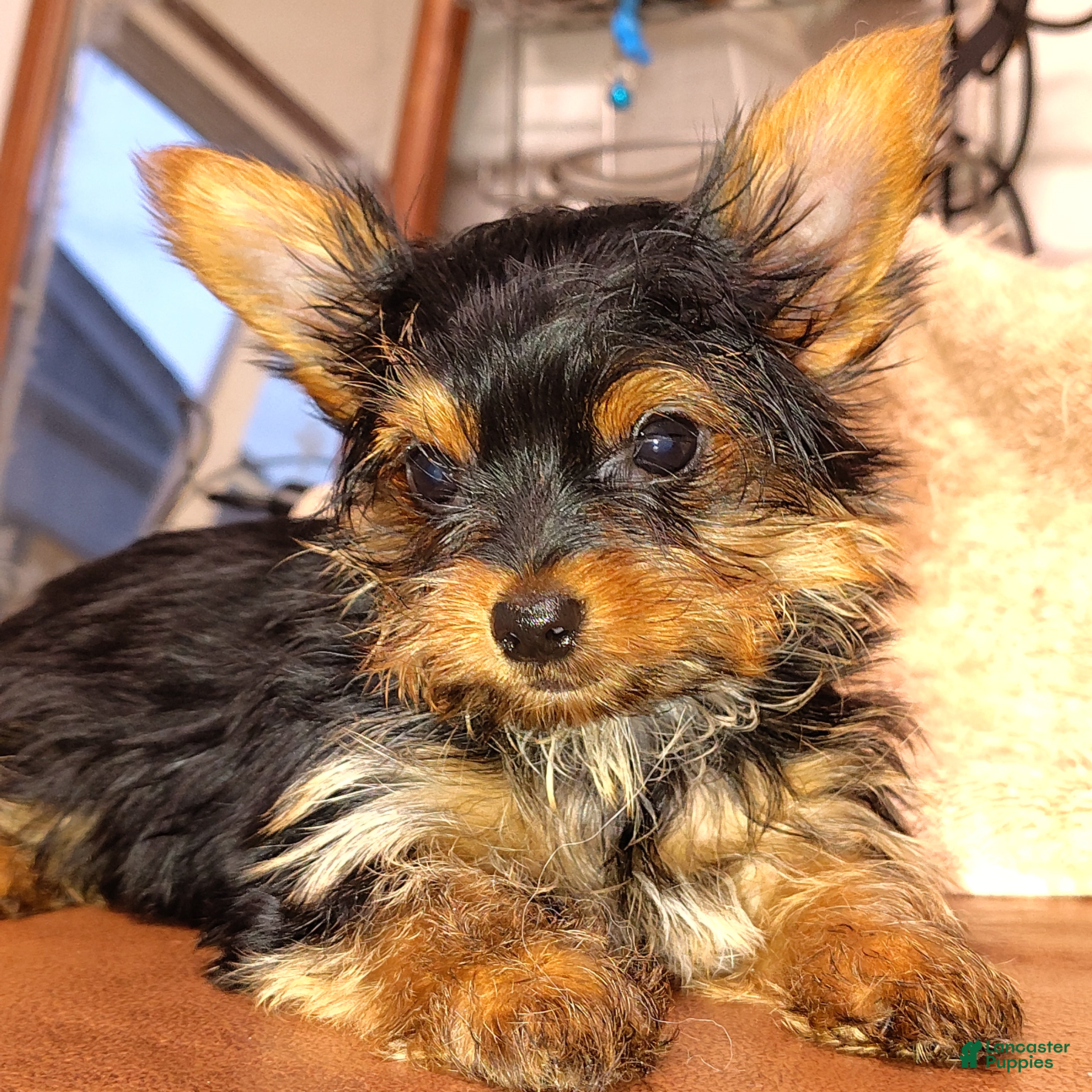 Yorkshire Terrier dogs Jiraiya - Ad 1