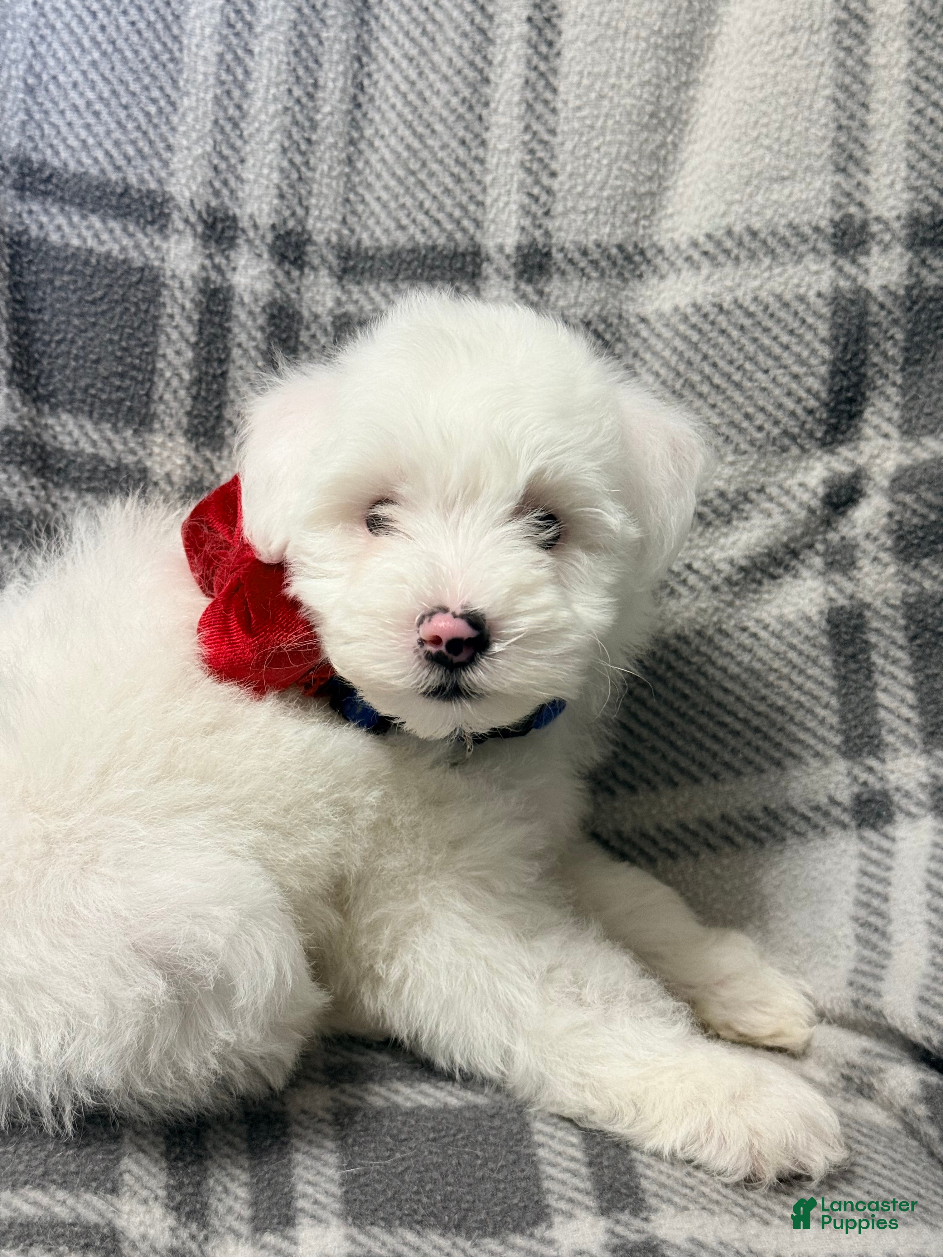 Pomapoo dogs Brodie - Ad 31