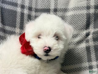 Pomapoo dogs Brodie - Ad 31