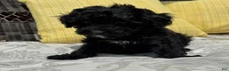 Toy Poodle dogs for sale: George - Ad 2
