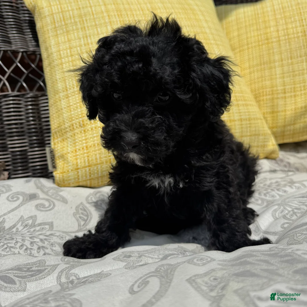 Toy Poodle dogs for sale: George - Ad 2