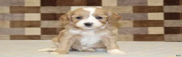 Double Doodle dogs for sale: Jade - Ad 3