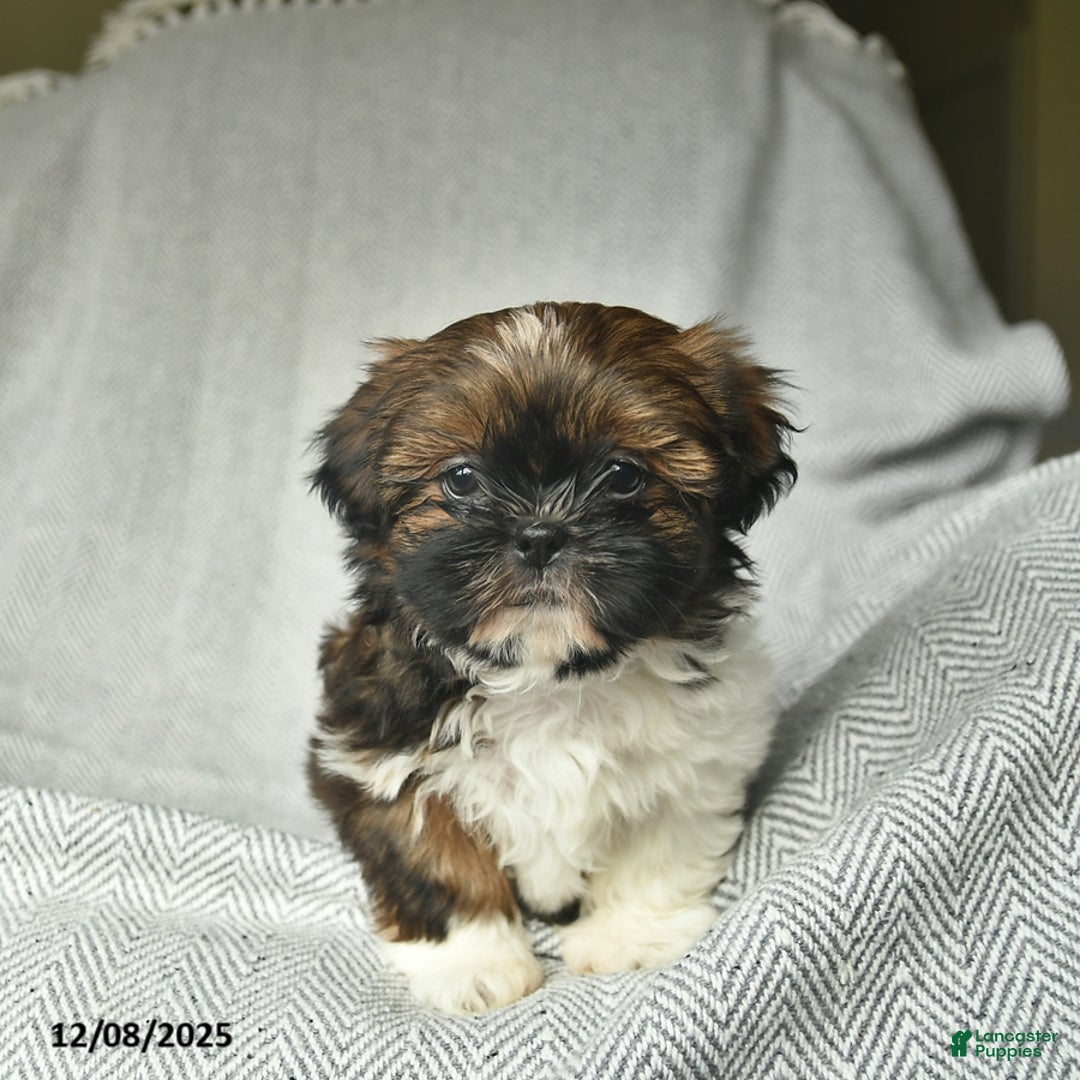 Shih Tzu dogs for sale: Marcie  - Ad 3