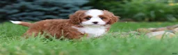 Cavapoo dogs for sale: Maverick - Ad 3