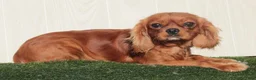 King Charles Spaniel dogs for sale: King Charles Spaniel 1 - Ad 8