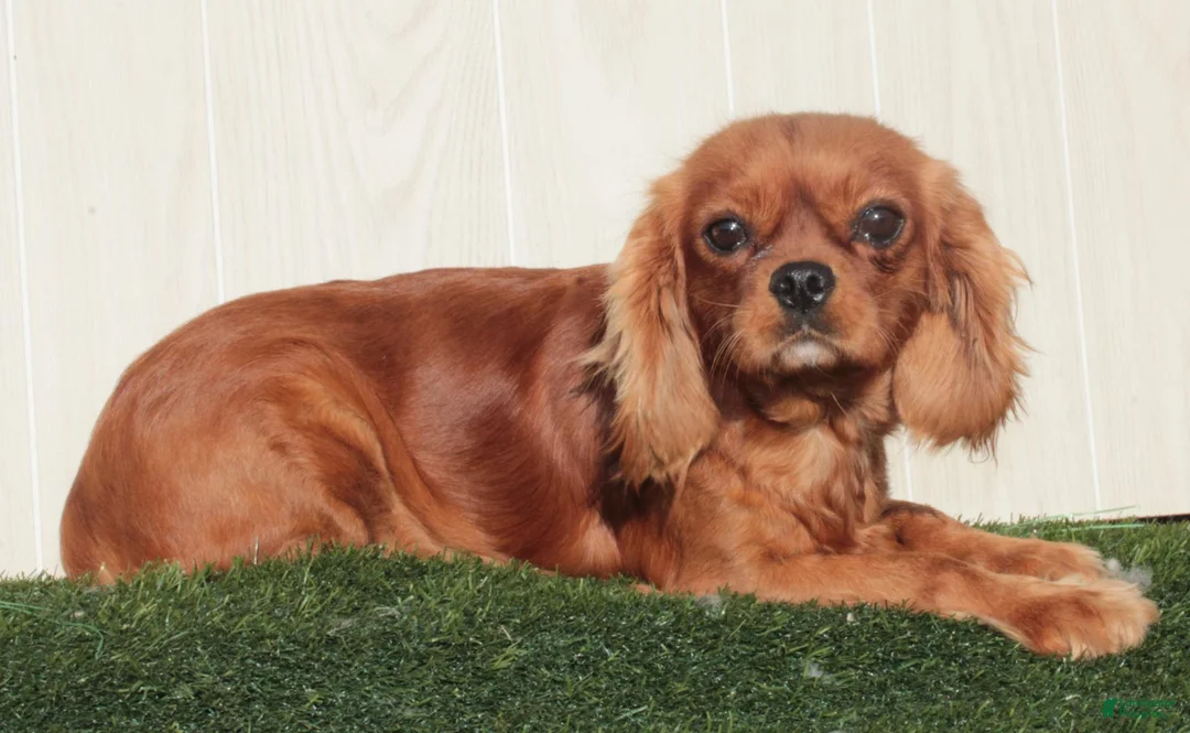 King Charles Spaniel dogs for sale: King Charles Spaniel 1 - Ad 8