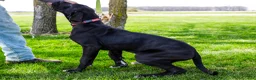 Great Dane dogs for sale: Carol - Ad 5