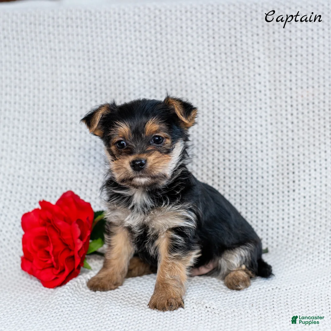 Morkie dogs for sale: Captain  - Ad 3