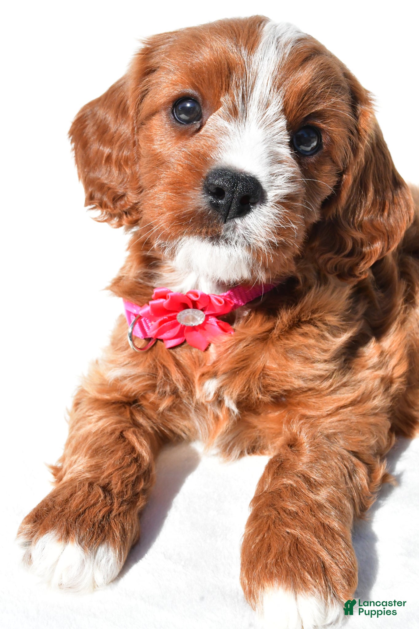 Cavapoo dogs Gabby - Ad 2