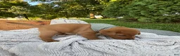 Labrador Retriever dogs for sale: Canyon - Ad 3