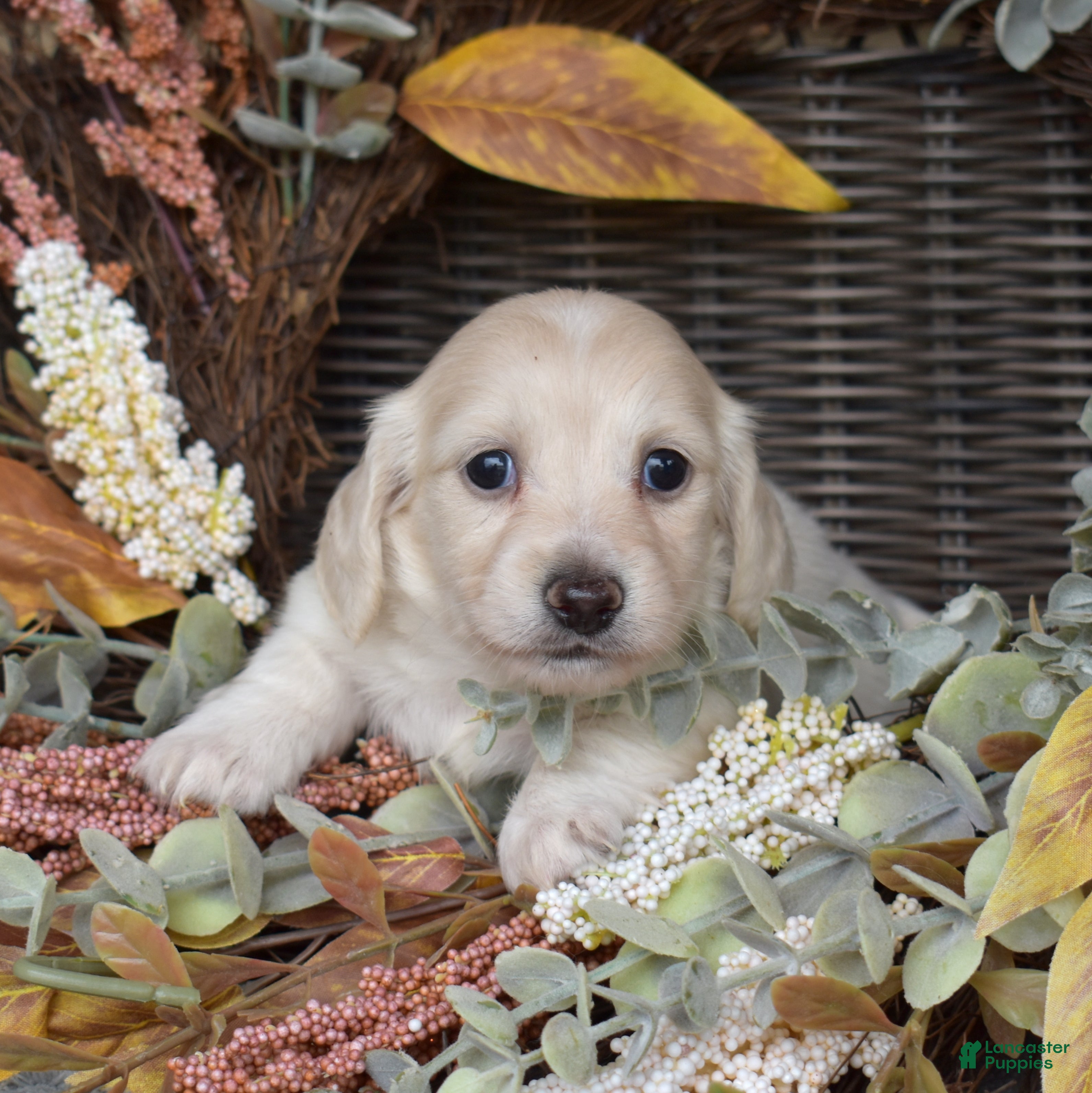 Miniature Dachshund dogs Cannoli - Ad 1