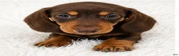 Miniature Dachshund dogs for sale: Maple  - Ad 4