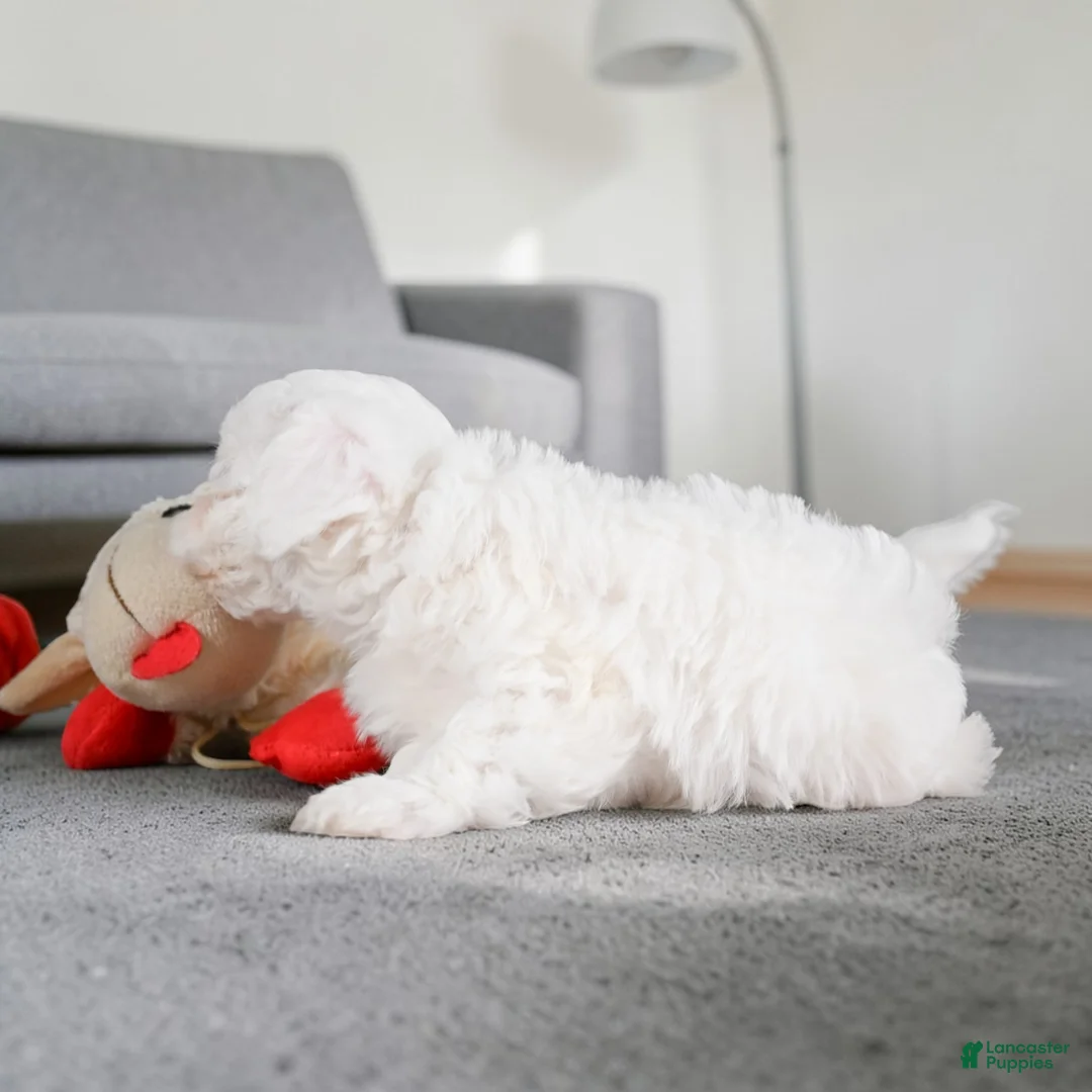 Maltipoo dogs for sale: julia - Ad 8