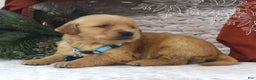 Golden Retriever dogs for sale: Benson - Ad 2