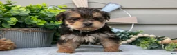 Yorkshire Terrier dogs for sale: Elsa - Ad 2