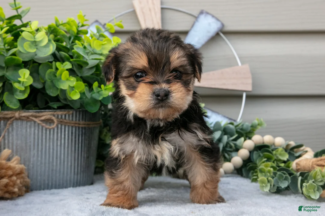 Yorkshire Terrier dogs for sale: Elsa - Ad 2