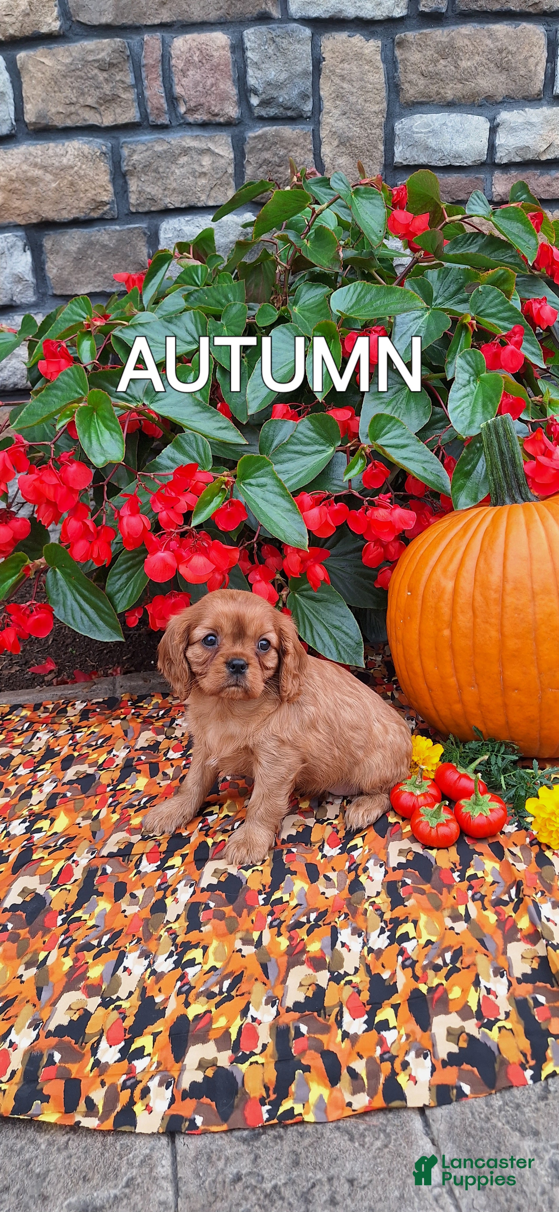 Cavalier King Charles Spaniel dogs Cavalier King Charles Spaniel 4 - Ad 40