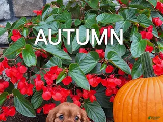 Cavalier King Charles Spaniel dogs Cavalier King Charles Spaniel 4 - Ad 40