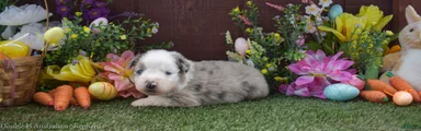 Sneezy 2 blue eyes blue merle