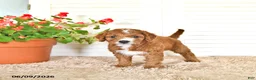 Mini Goldendoodle dogs for sale: Dylan - Ad 3