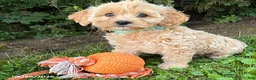 Cockapoo dogs for sale: Jenika - Ad 3
