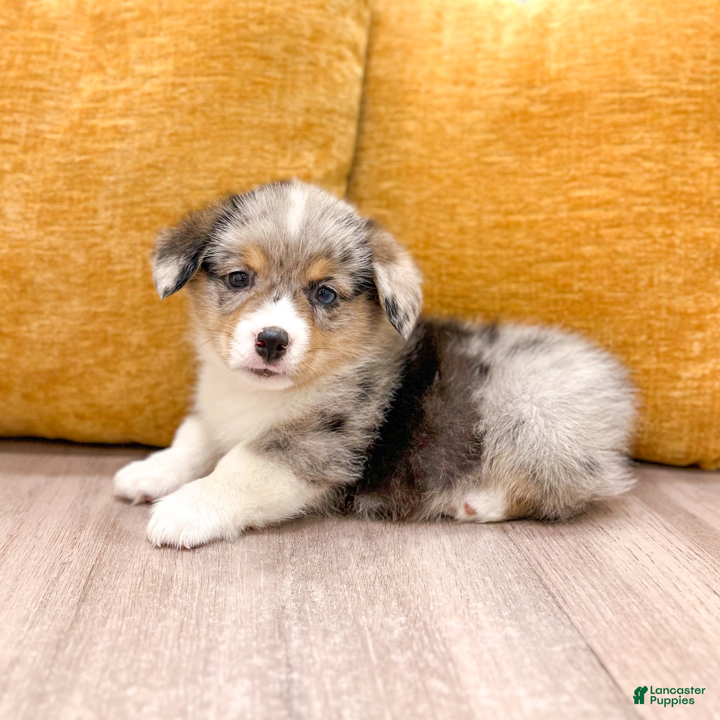 Welsh Corgi Pembroke dogs Alex - Ad 2