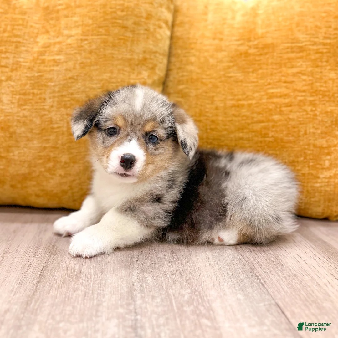 Welsh Corgi Pembroke dogs for sale: Alex - Ad 2