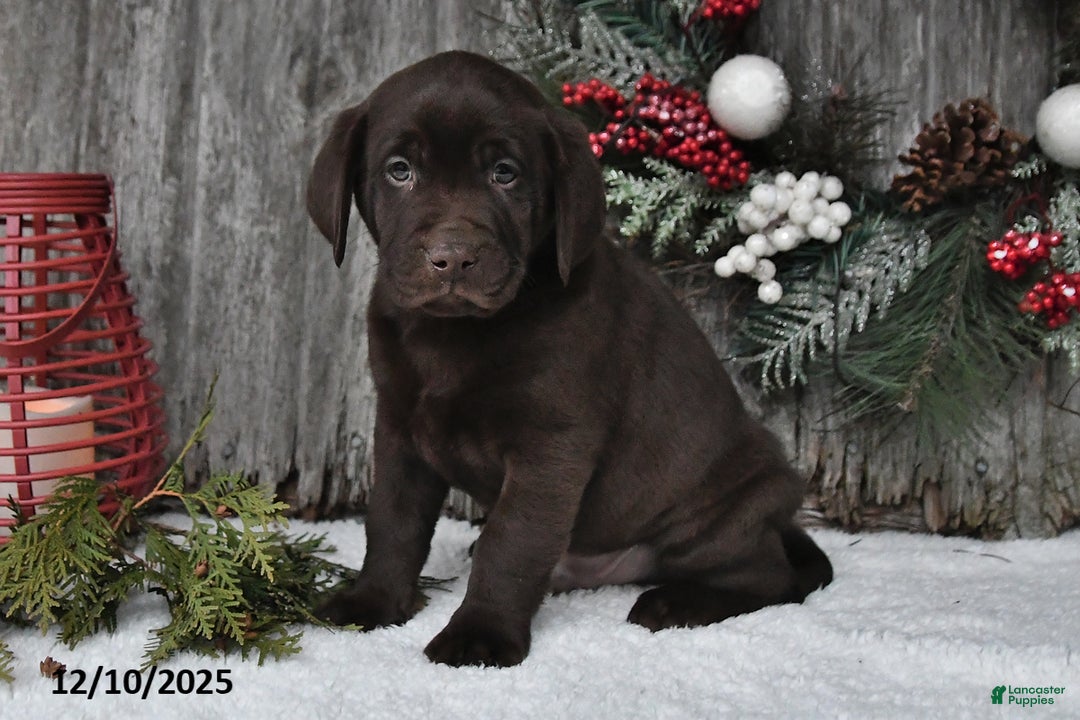 Labrador Retriever dogs for sale: Clifford - Ad 4