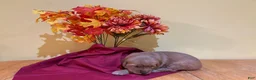 Golden Retriever dogs for sale: Miss Green - Ad 2