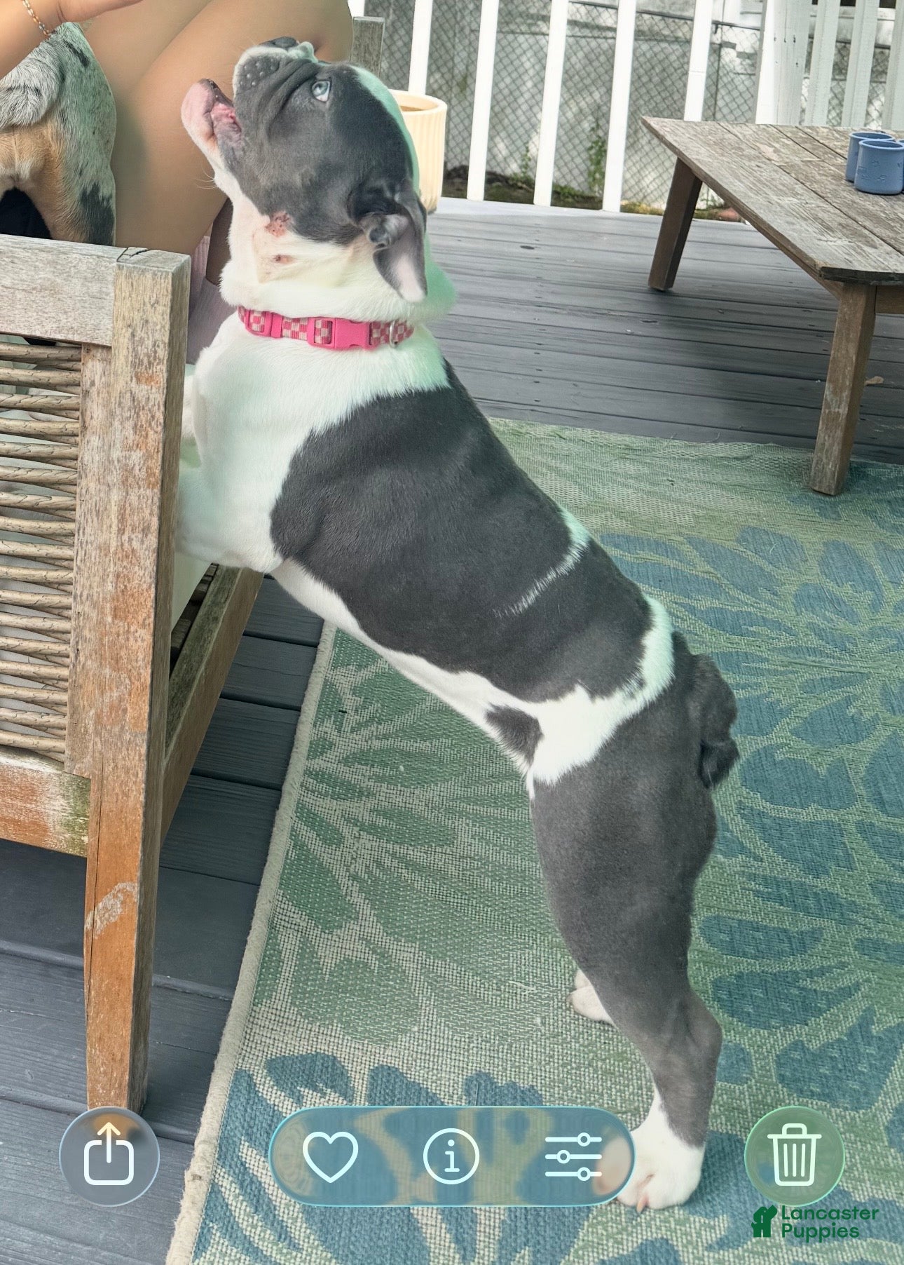 English Bulldog dogs Blue pied olde english bulldogge - Ad 2