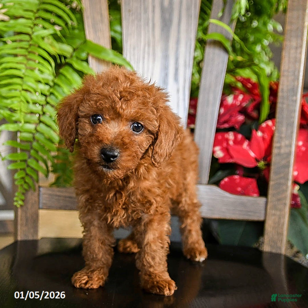 Toy Poodle dogs for sale: Warrior - Ad 5