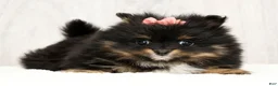 Pomeranian dogs for sale: Petal - Ad 8