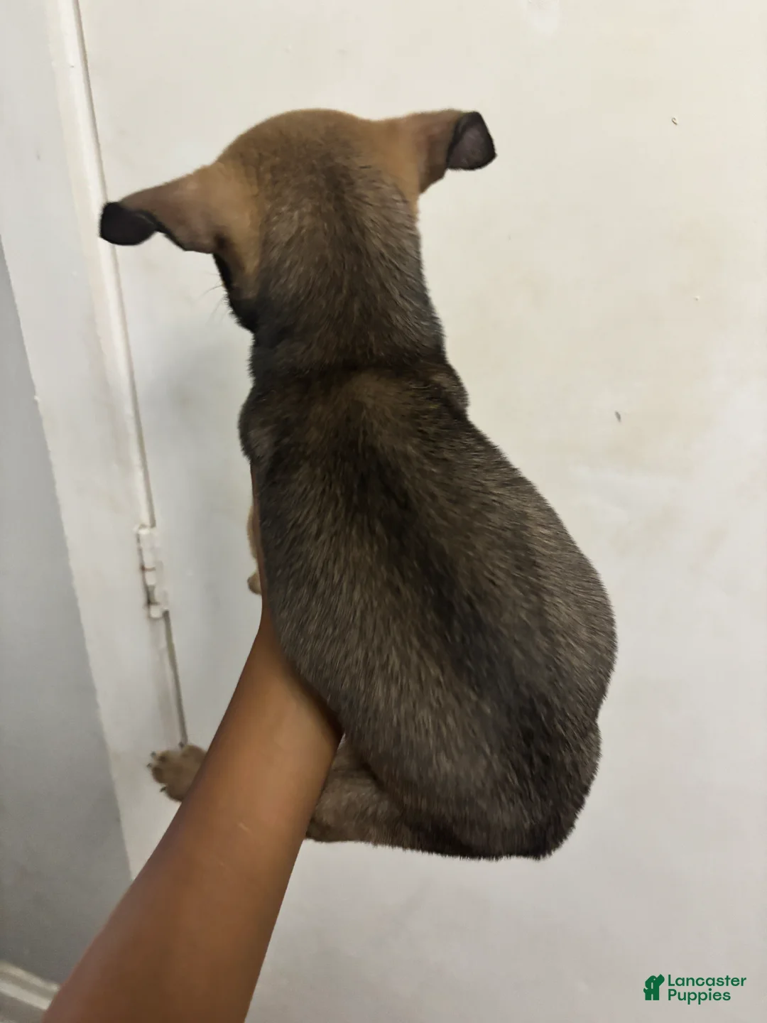 Gerberian Shepsky dogs for sale: jr - Ad 2